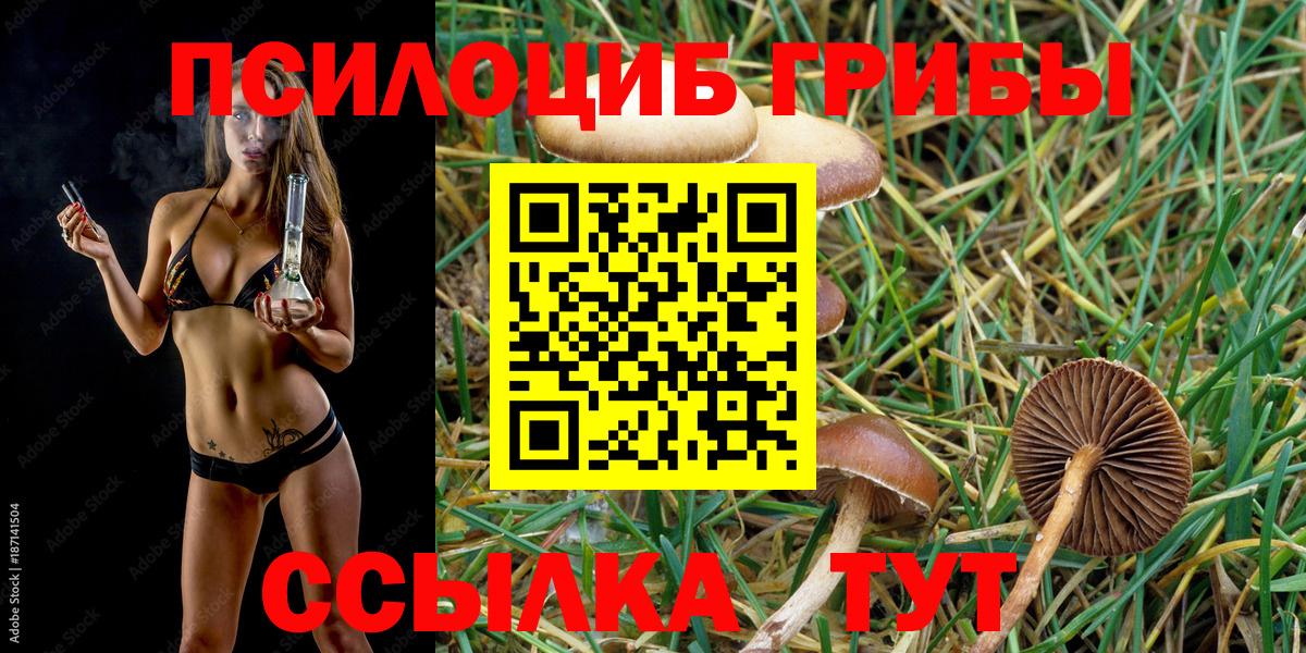 Псилоцибиновые грибы мицелий  где найти наркотики  Новоалтайск  Вход с VPN 